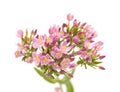 Centaurium erythraea , common centaury Royalty Free Stock Photo