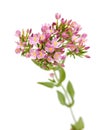 Centaurium erythraea , common centaury