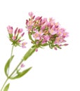 Centaurium erythraea , common centaury Royalty Free Stock Photo
