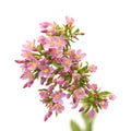 Centaurium erythraea , common centaury Royalty Free Stock Photo