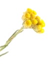 Helichrysum stoechas isolated Royalty Free Stock Photo