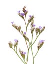 Flora of Cantabria - Limonium binervosum Royalty Free Stock Photo