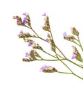 Flora of Cantabria - Limonium binervosum Royalty Free Stock Photo