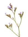 Flora of Cantabria - Limonium binervosum Royalty Free Stock Photo