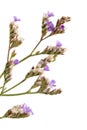 Flora of Cantabria - Limonium binervosum