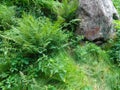 Fern growing on the mountain.