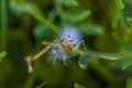 Flora della macchia mediterranea nella penisola salentina