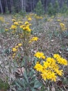 Flora in East Texas Wildflowers 001 Royalty Free Stock Photo