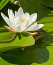 Frog under white Waterlily Royalty Free Stock Photo