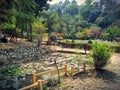 Flora and fauna at imphal. Awangchein garden. Ponds petals and lotus are the beauty of this place Royalty Free Stock Photo