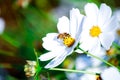 Flora flowers, busy bee Royalty Free Stock Photo