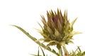 Cardoon, Cynara cardunculus