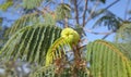 Flora of Gran Canaria - Albizia distachya