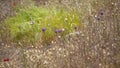 Flora of Gran Canaria - Allium ampeloprasum