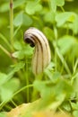 Flora of Gran Canaria - Arisarum simorrhinum Royalty Free Stock Photo