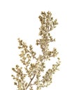 Flora of Gran Canaria - Artemisia ramosa