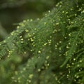 Flora of Gran Canaria -  Asparagus setaceus, commonly known as common asparagus fern,  garden escape on Canary Islands Royalty Free Stock Photo