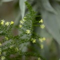 Flora of Gran Canaria -  Asparagus setaceus, commonly known as common asparagus fern,  garden escape on Canary Islands Royalty Free Stock Photo