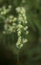 Flora of Gran Canaria -  Asparagus setaceus, commonly known as common asparagus fern,  garden escape on Canary Islands Royalty Free Stock Photo