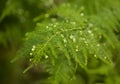 Flora of Gran Canaria -  Asparagus setaceus, commonly known as common asparagus fern,  garden escape on Canary Islands Royalty Free Stock Photo