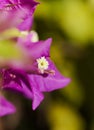 Flora of Gran Canaria - Bougainvillea glabra, introduced ornamental plant Royalty Free Stock Photo