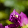 Flora of Gran Canaria - Bougainvillea glabra, introduced ornamental plant Royalty Free Stock Photo