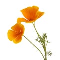 Flora of Gran Canaria - California poppy Royalty Free Stock Photo