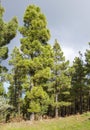 Flora of Gran Canaria - Canarian Pines