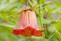 .flora of Gran Canaria - Canarina canariensis, canarian bellflower Royalty Free Stock Photo