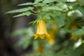 Flora of Gran Canaria - Canarina canariensis Royalty Free Stock Photo