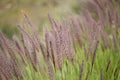 Flora of Gran Canaria - Cenchrus setaceus, crimson fountaingrass, highly invasive species