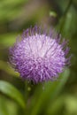 Flora of Gran Canaria - Cheirolophus arbutifolius