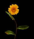 Flora of Gran Canaria - Coleostephus myconis, corn marigold