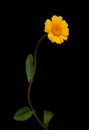 Flora of Gran Canaria - Coleostephus myconis, corn marigold