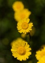 Flora of Gran Canaria - Coleostephus myconis, corn marigold