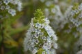 Flora of Gran Canaria - Echium decaisnei, white bugloss endemic to Canary Islands natural macro floral background