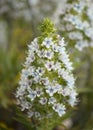 Flora of Gran Canaria - Echium decaisnei, white bugloss endemic to Canary Islands natural macro floral background