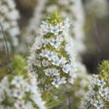 Flora of Gran Canaria - Echium decaisnei, white bugloss endemic to Canary Islands natural macro floral background