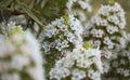 Flora of Gran Canaria - Echium decaisnei, white bugloss endemic to Canary Islands