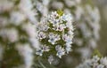 Flora of Gran Canaria - Echium decaisnei, white bugloss endemic to Canary Islands