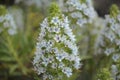 Flora of Gran Canaria - Echium decaisnei, white bugloss endemic to Canary Islands natural macro floral background