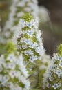 Flora of Gran Canaria - Echium decaisnei, white bugloss endemic to Canary Islands natural macro floral background