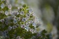 Flora of Gran Canaria - Echium decaisnei, white bugloss endemic to the island