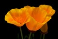 Flora of Gran Canaria - Eschscholzia californica, the California poppy Royalty Free Stock Photo