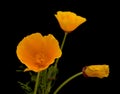 Flora of Gran Canaria - Eschscholzia californica, the California poppy Royalty Free Stock Photo