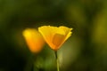 Flora of Gran Canaria - Eschscholzia californica, the California poppy Royalty Free Stock Photo