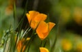 Flora of Gran Canaria - Eschscholzia californica, the California poppy Royalty Free Stock Photo