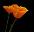 Flora of Gran Canaria - Eschscholzia californica, the California poppy Royalty Free Stock Photo