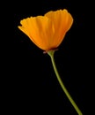 Flora of Gran Canaria - Eschscholzia californica, the California poppy Royalty Free Stock Photo
