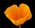 Flora of Gran Canaria - Eschscholzia californica, the California poppy Royalty Free Stock Photo